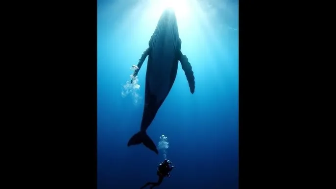 快手二驴最新消息 - 深蓝星球：探索海洋深处的未知世界